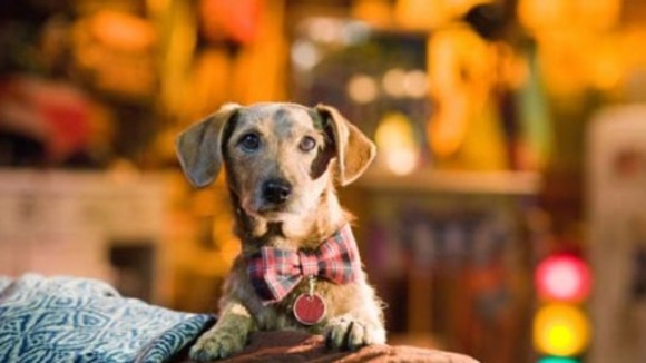 Photo from the movie Marmaduke