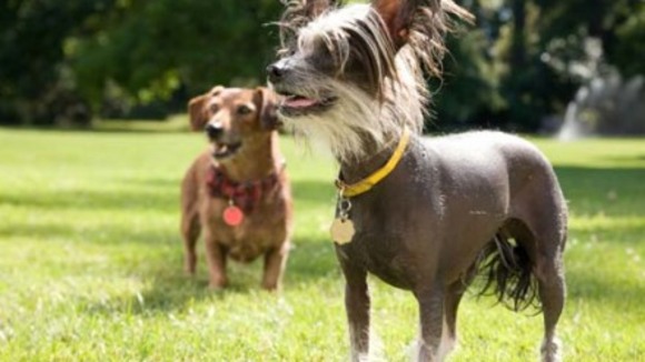 Photo from the movie Marmaduke