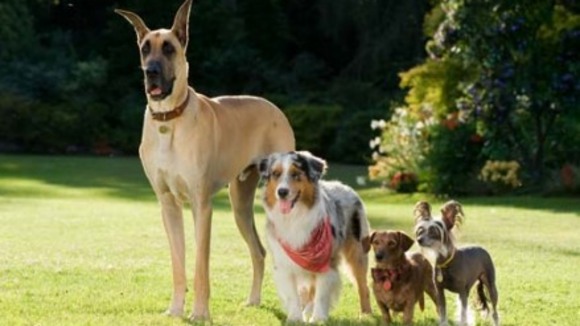 Photo from the movie Marmaduke