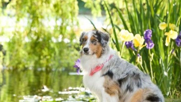 Photo from the movie Marmaduke