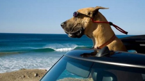 Photo from the movie Marmaduke