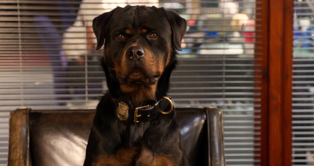 Photo from the movie Show Dogs