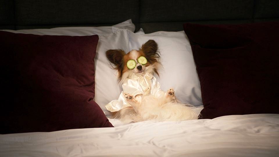 Photo from the movie Show Dogs