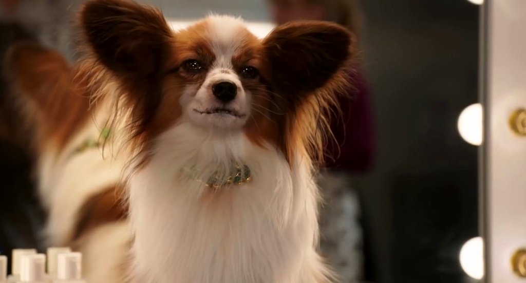 Photo from the movie Show Dogs