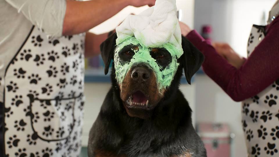 Photo from the movie Show Dogs