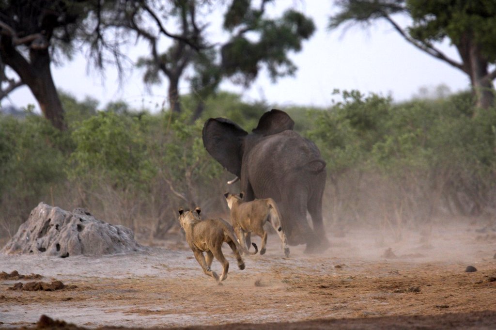 Photo from the movie Planet Earth