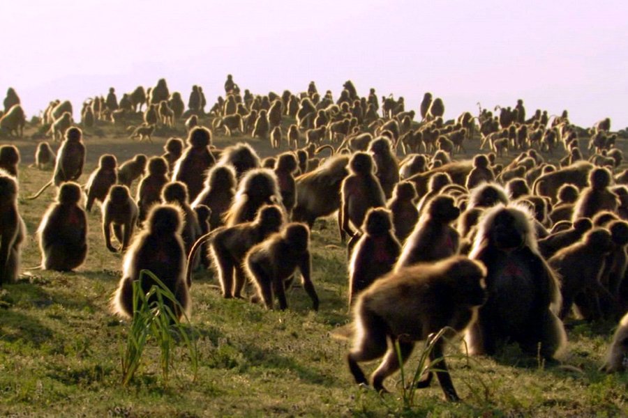 Photo from the movie Planet Earth