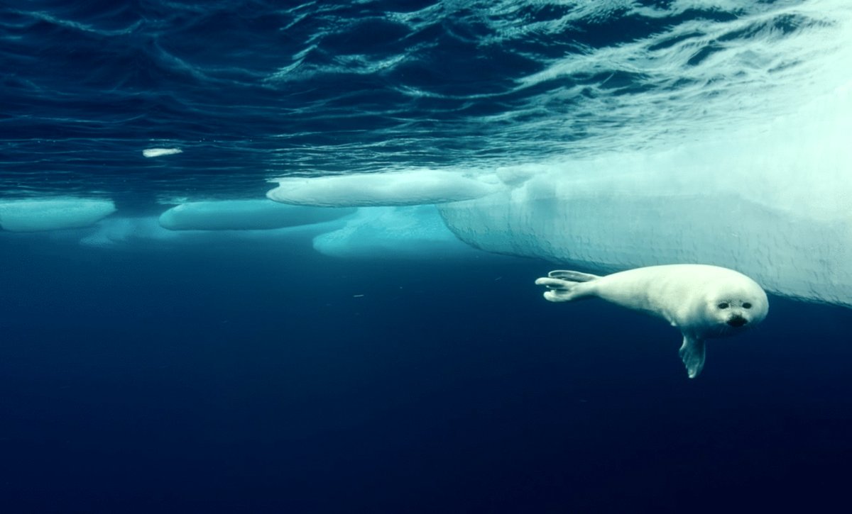 Photo from the movie Arctic: Our Frozen Planet