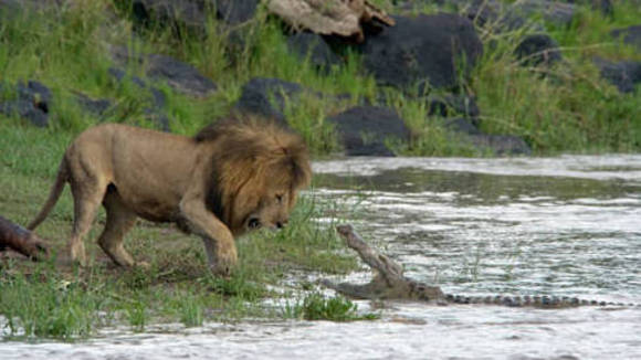 Photo from the movie African Cats