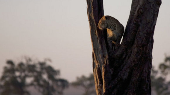 Photo from the movie African Cats