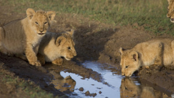 Photo from the movie African Cats