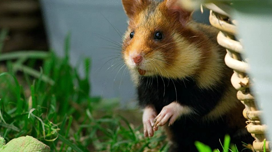 Photo from the movie Tiny World