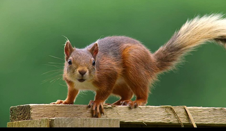 Photo from the movie Tiny World