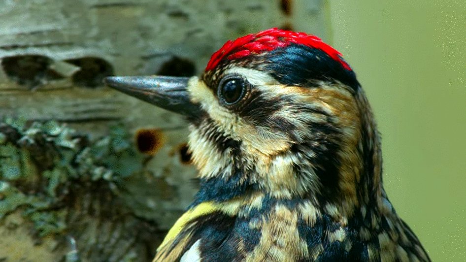 Photo from the movie Tiny World