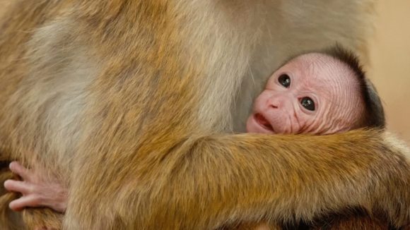 Photo from the movie Monkey Kingdom