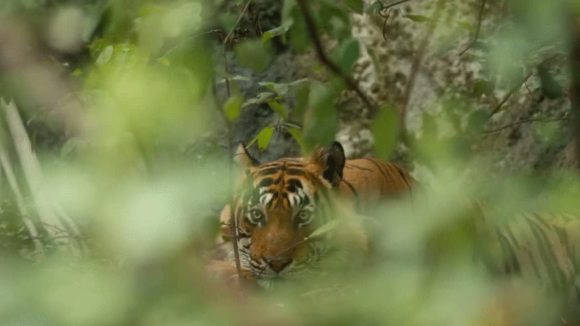 Photo from the movie Monkey Kingdom