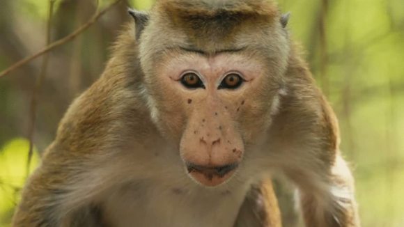 Photo from the movie Monkey Kingdom