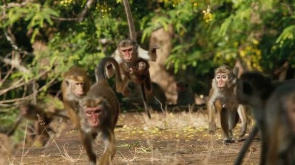 Photo from the movie Monkey Kingdom