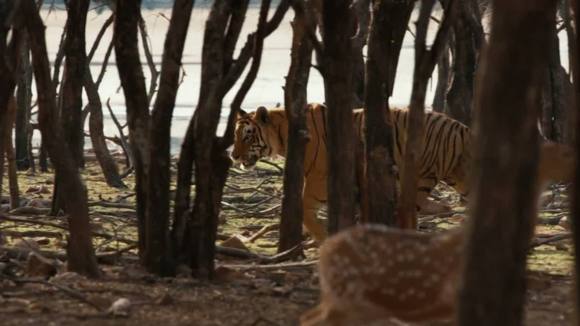 Photo from the movie Monkey Kingdom