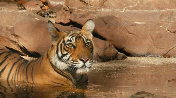 Photo from the movie Monkey Kingdom