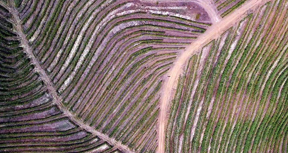 Photo from the movie A Perfect Vintage