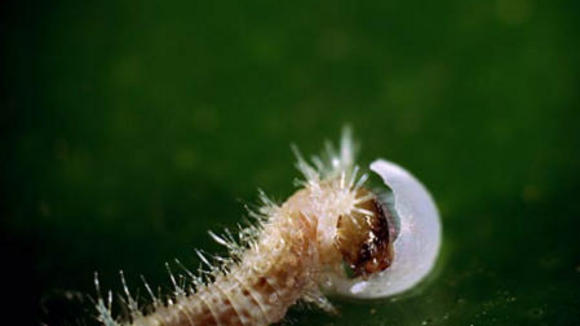 Photo from the movie Bugs! A Rainforest Adventure