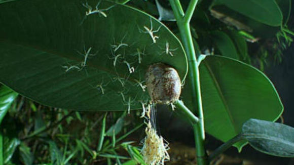 Photo from the movie Bugs! A Rainforest Adventure