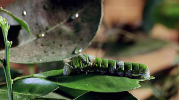 Photo from the movie Bugs! A Rainforest Adventure