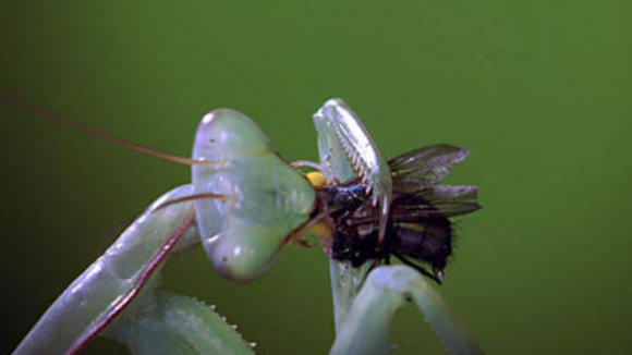 Photo from the movie Bugs! A Rainforest Adventure