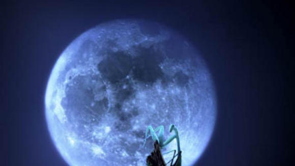 Photo from the movie Bugs! A Rainforest Adventure