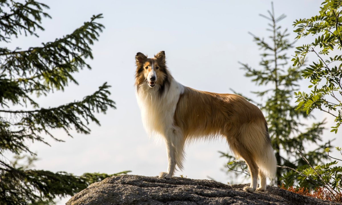 Photo from the movie Lassie - la route de l'aventure