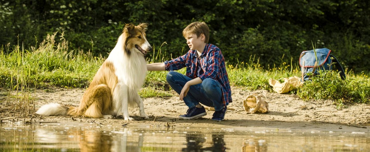 Photo from the movie Lassie - la route de l'aventure