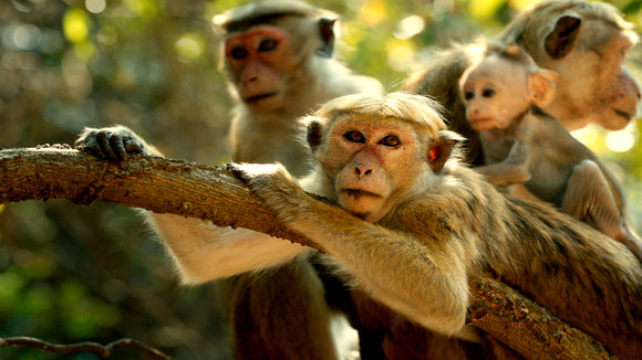 Photo from the movie Monkey Kingdom