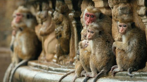 Photo from the movie Monkey Kingdom