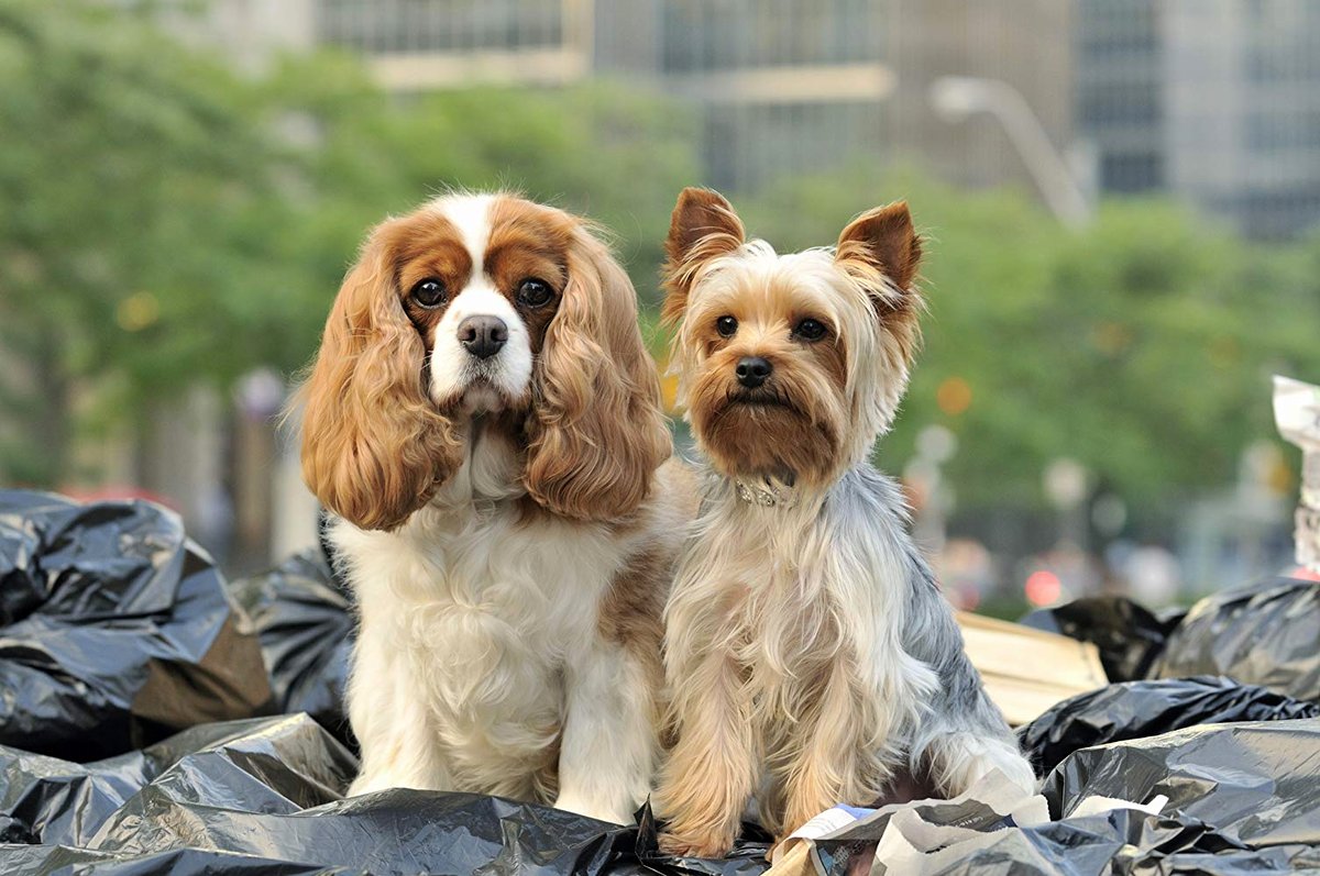 Photo from the movie Sharpay's Fabulous Adventure