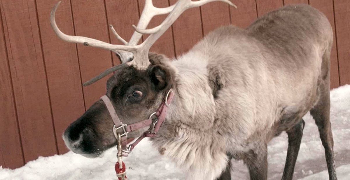 Photo from the movie Cupid's Christmas