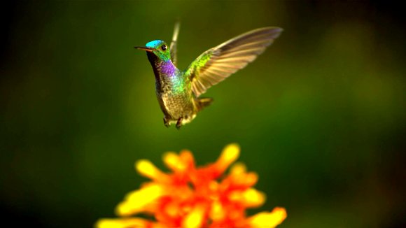 Photo from the movie Wings of Life