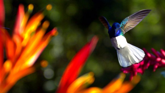 Photo from the movie Wings of Life