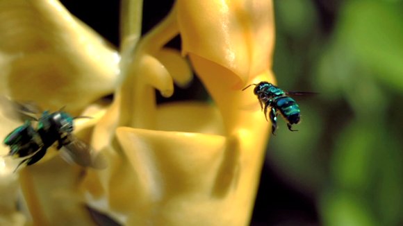 Photo from the movie Wings of Life