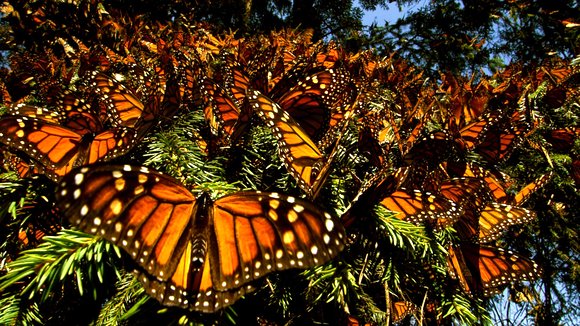 Photo from the movie Wings of Life