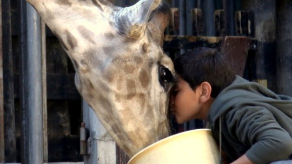 Photo du film Giraffada [2014]