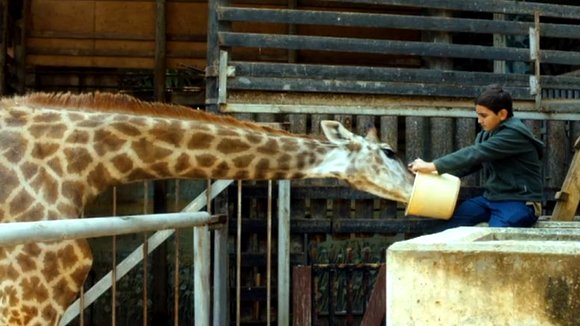 Photo du film Giraffada [2014]