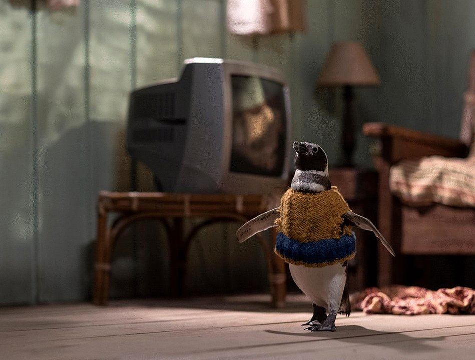 Photo from the movie My Penguin Friend