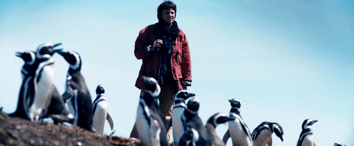 Photo from the movie My Penguin Friend