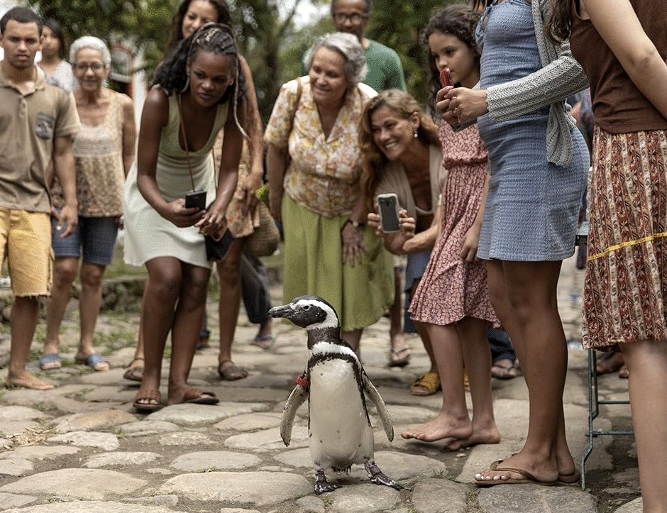 Photo from the movie My Penguin Friend