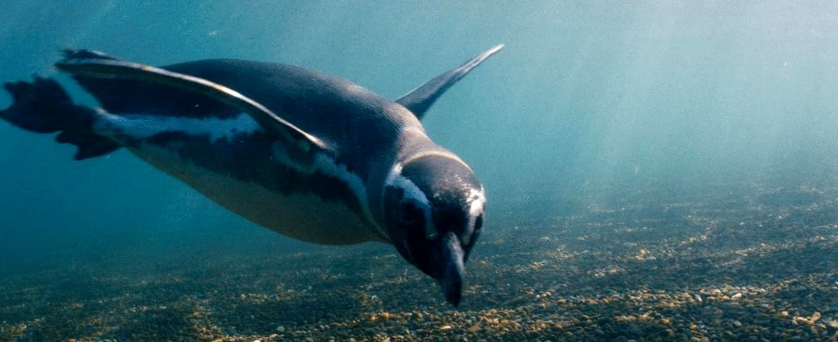 Photo from the movie My Penguin Friend