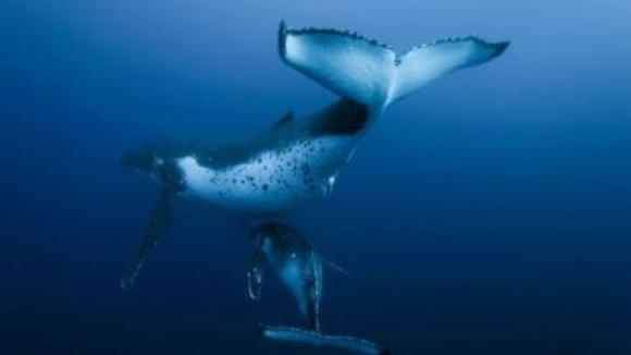 Photo from the movie Oceans