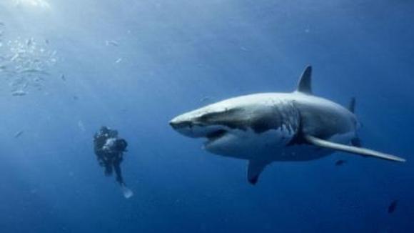 Photo from the movie Oceans