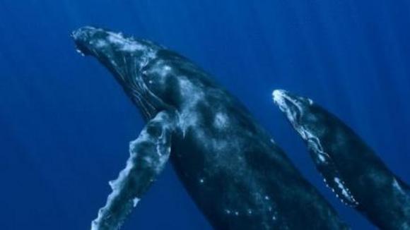 Photo from the movie Oceans