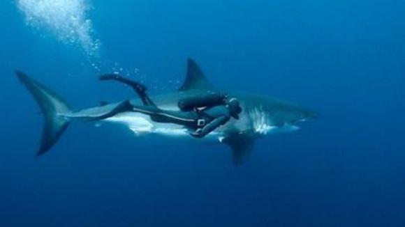 Photo from the movie Oceans